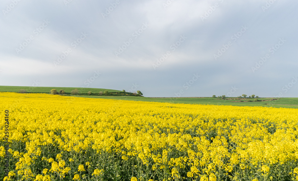 Field of yellow flowers under blue cloudy sky