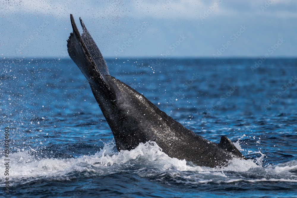 Fototapeta premium Humpback whale peduncle throw.