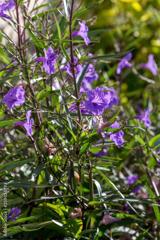 A plant with violet flowers (Ruellia simplex) grows in a flower bed close-up A plant with violet flowers (Ruellia simplex) grows in a flower bed close-up