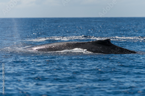 Humpback whale dorsal fin.