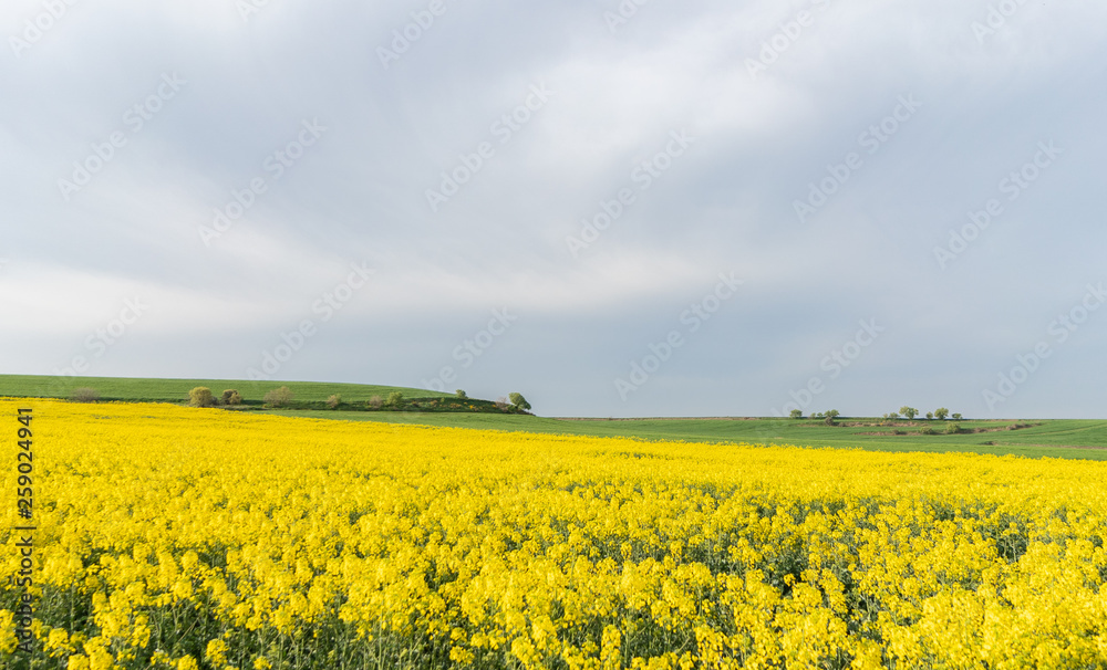 Field of yellow flowers under blue cloudy sky