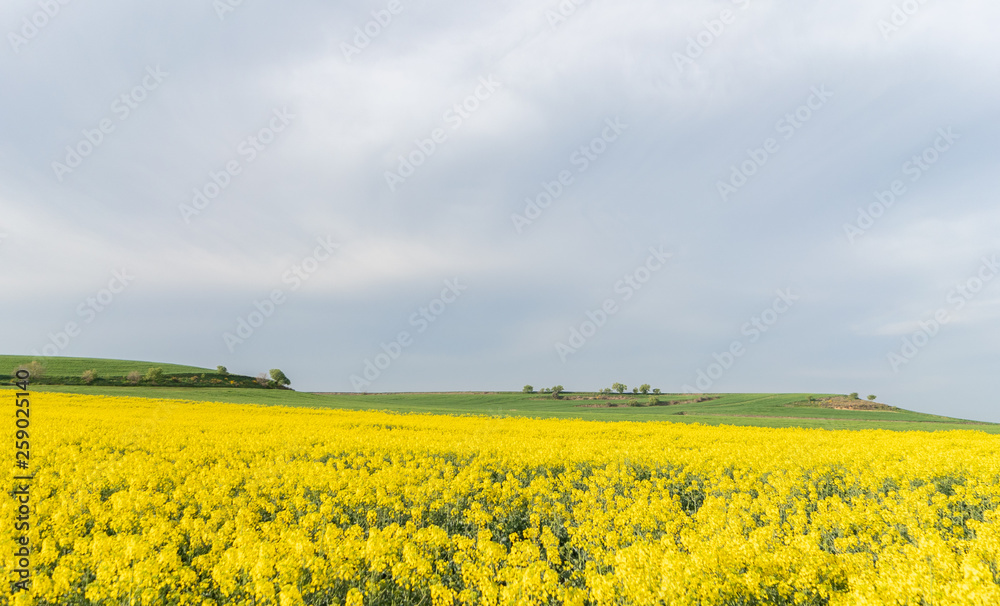 Field of yellow flowers under blue cloudy sky