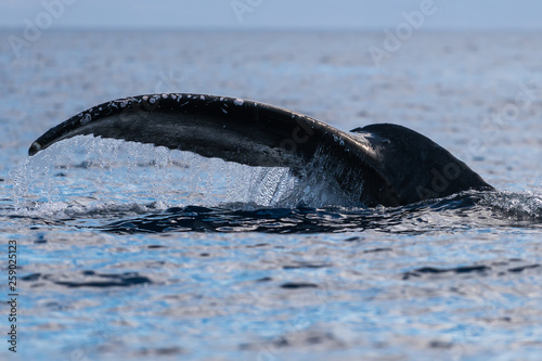 Humpback whale tail fluke. © davidhoffmann.com