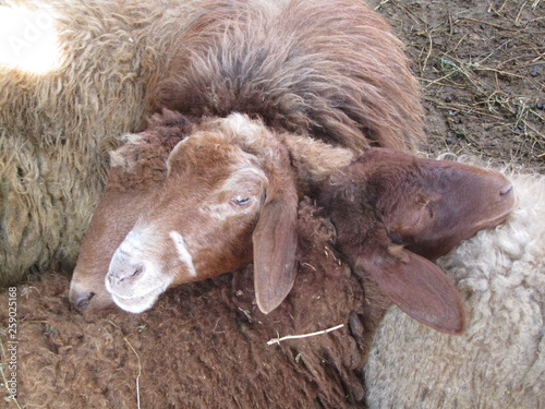 Sheep on farm