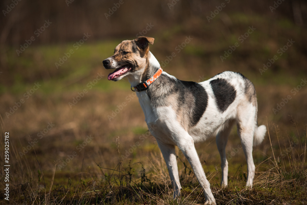 Portrait happy mongrel dog walking on sunny green field. Brown ground and green grass background