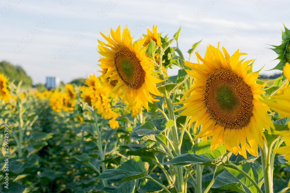 Blooming sunflowers against the backdrop of a cloudy summer sky. Agricultura Ukraine. Space for text. Copy space. Blooming sunflowers against the backdrop of a cloudy summer sky. Agricultura Ukraine. Space for text. Copy space.