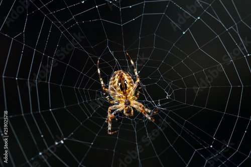 Underside closeup of a pumpkin spider (marbled orb-weaver) on a web with a dark background