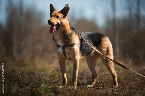 Portrait happy mongrel dog walking on sunny green field. Forest and smoke background