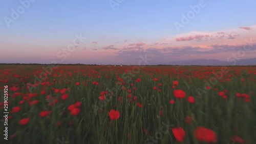 Beautiful video from drone aerial view above spring field of tulip and poppy flowers