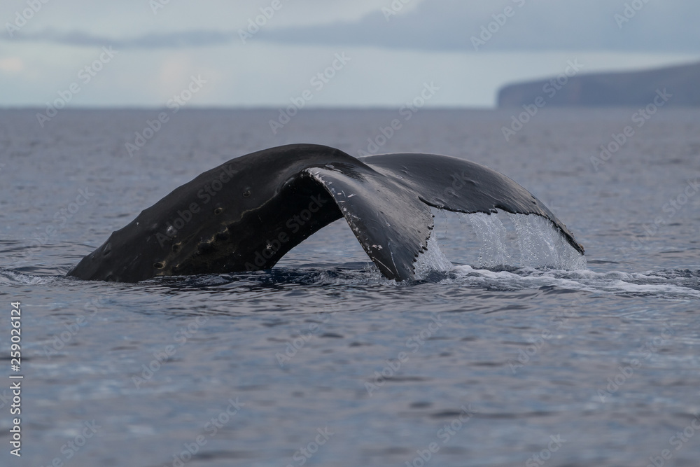Fototapeta premium Humpback whale tail fluke.