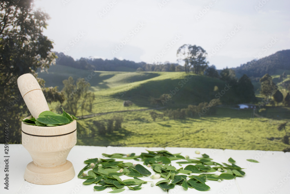 Fotografie Fresh moringa leaves- Moringa Oleifera