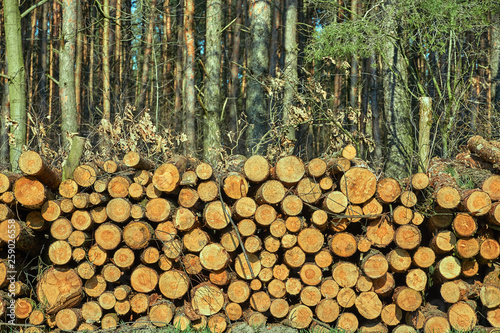 A pile of cut tree trunks in a Forest in Poland.