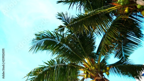 The concept of rest. Beautiful coconut palm trees against the blue sky. bottom view