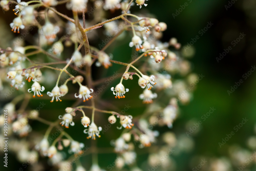 Closeup of alumroot (Heuchera micrantha) flower against a blurred background with copyspace Closeup of alumroot (Heuchera micrantha) flower against a blurred background with copyspace