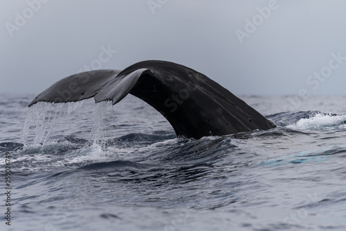 Humpback whale tail fluke.