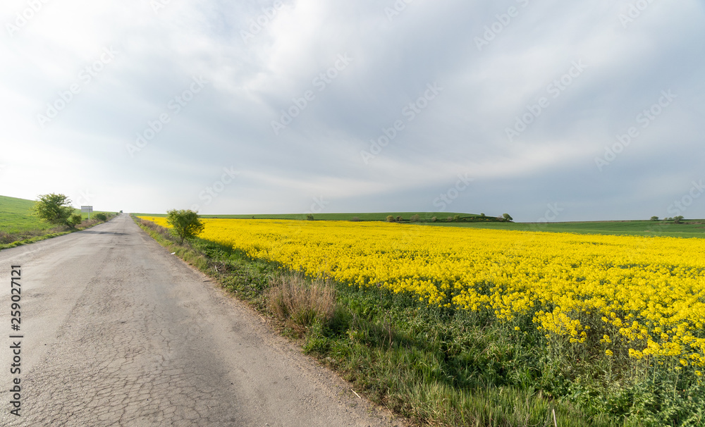 Road running next to a beautiful field of yellow flowers