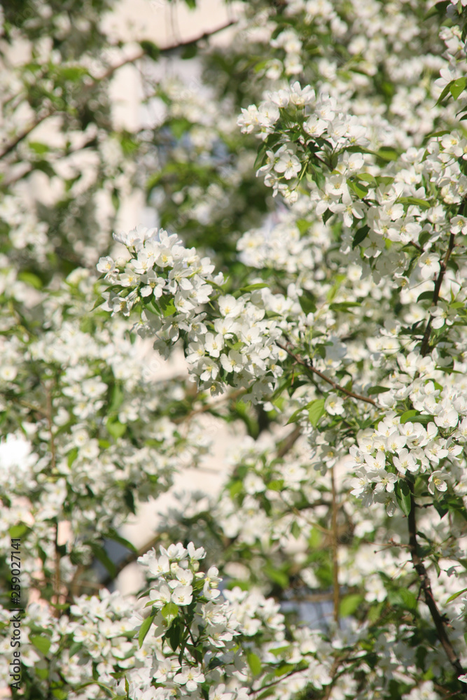 Apple branches blooming with white flowers