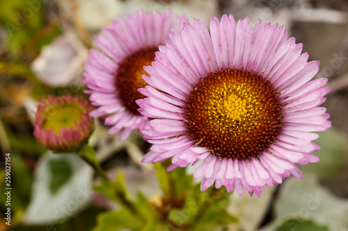 Beautiful closeup of pink and red seaside daisy (Erigeron glaucus) with a bright yellow center