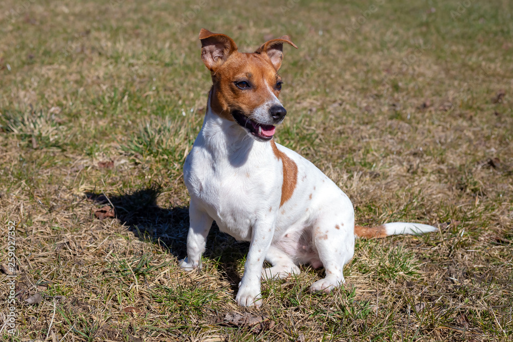 Young Jack Russell Terrier on the grass. Young Jack Russell Terrier on the grass.