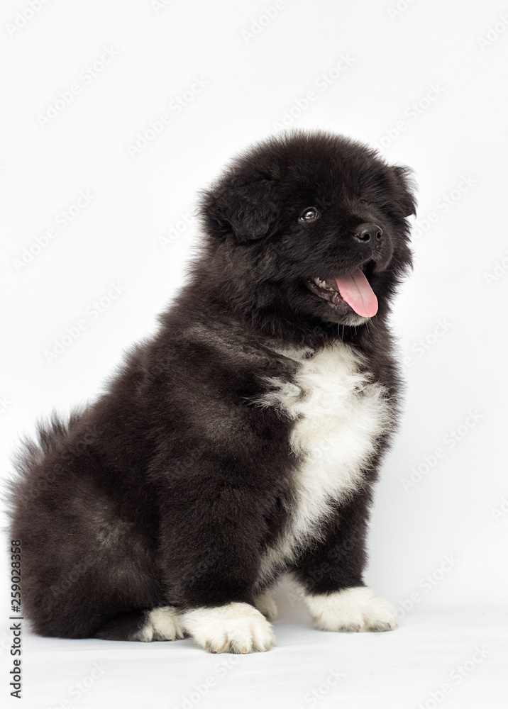 American Akita puppy looking on a white background