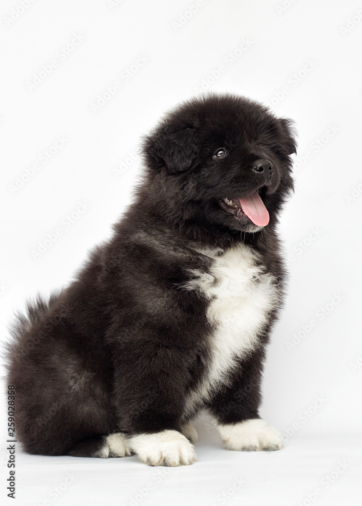 American Akita puppy looking on a white background American Akita puppy looking on a white background