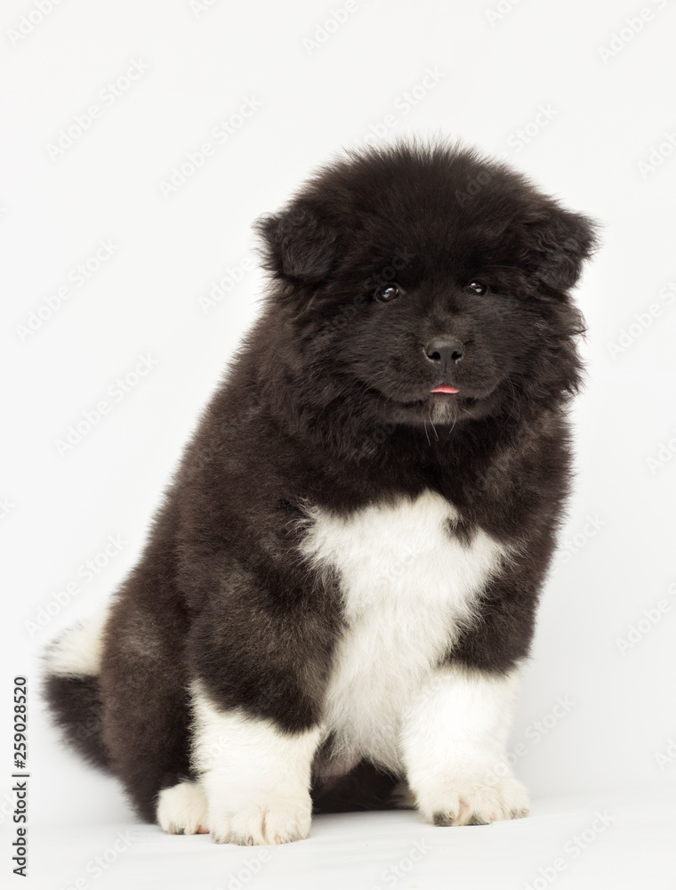 American Akita puppy looking on a white background American Akita puppy looking on a white background