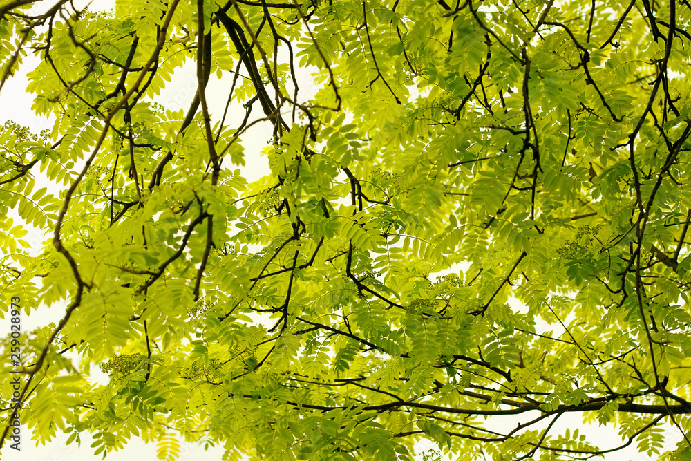Fototapeta premium bottom view on ash tree in sunlight, seen from below