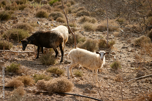 Sheep grazing on a pasture burnt by the sun