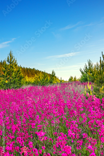 spring landscape with flowering flowers in meadow