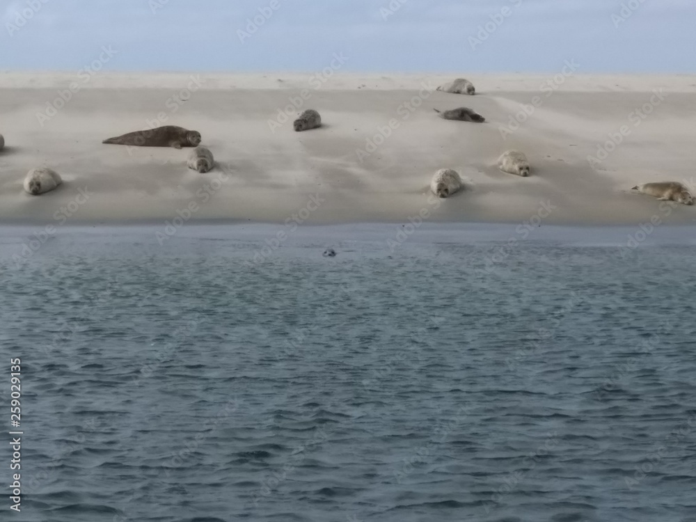 Fototapeta premium Seehundbank