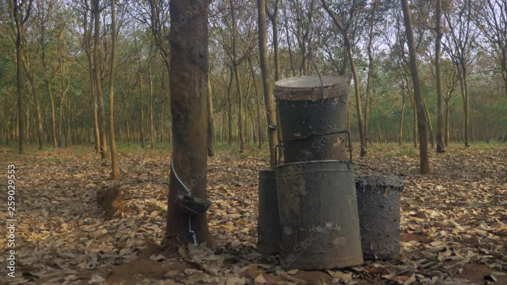 dirty buckets used for carrying latex sap ( close up) dirty buckets used for carrying latex sap ( close up)