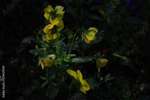 Flowers in the garden