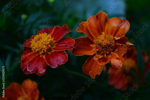 Flowers in the garden