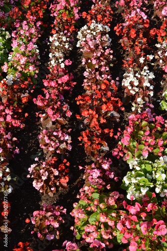 Pink and Red Flowers