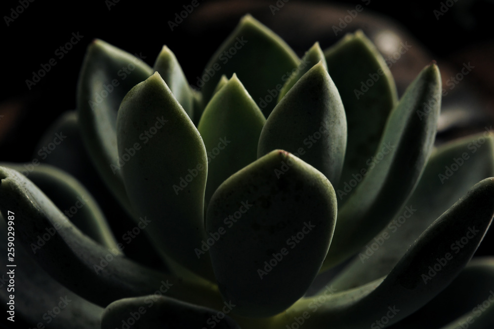 Close-up of tropical small plants planted in the sand in a glass flask. Potted plants, cuccuses, succulents, aloe, home mini garden. Close-up of tropical small plants planted in the sand in a glass flask. Potted plants, cuccuses, succulents, aloe, home mini garden.