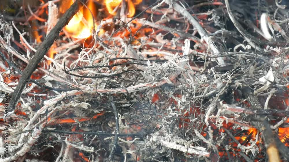 Dry grass is burned and smoldering close up view Dry grass is burned and smoldering close up view