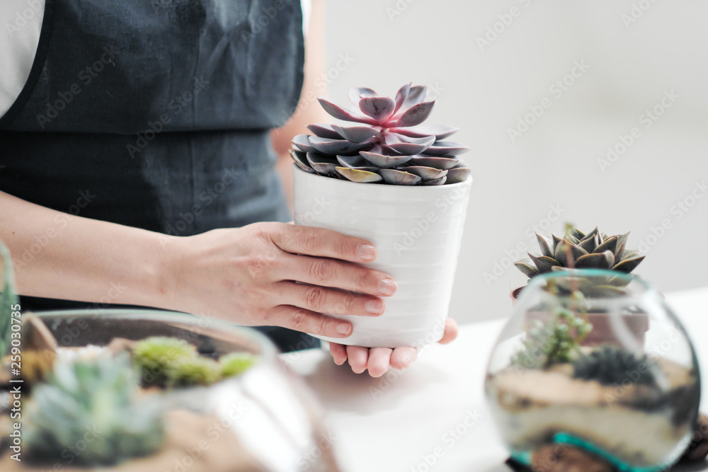 Young woman florist and gardener. Light background, white T-shirt and apron. Cares and grows flowers and plants in pots. Young woman florist and gardener. Light background, white T-shirt and apron. Cares and grows flowers and plants in pots.
