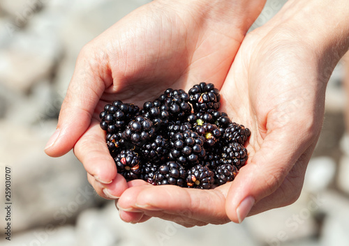 Handful of ripe blackberries in the women's hands close up