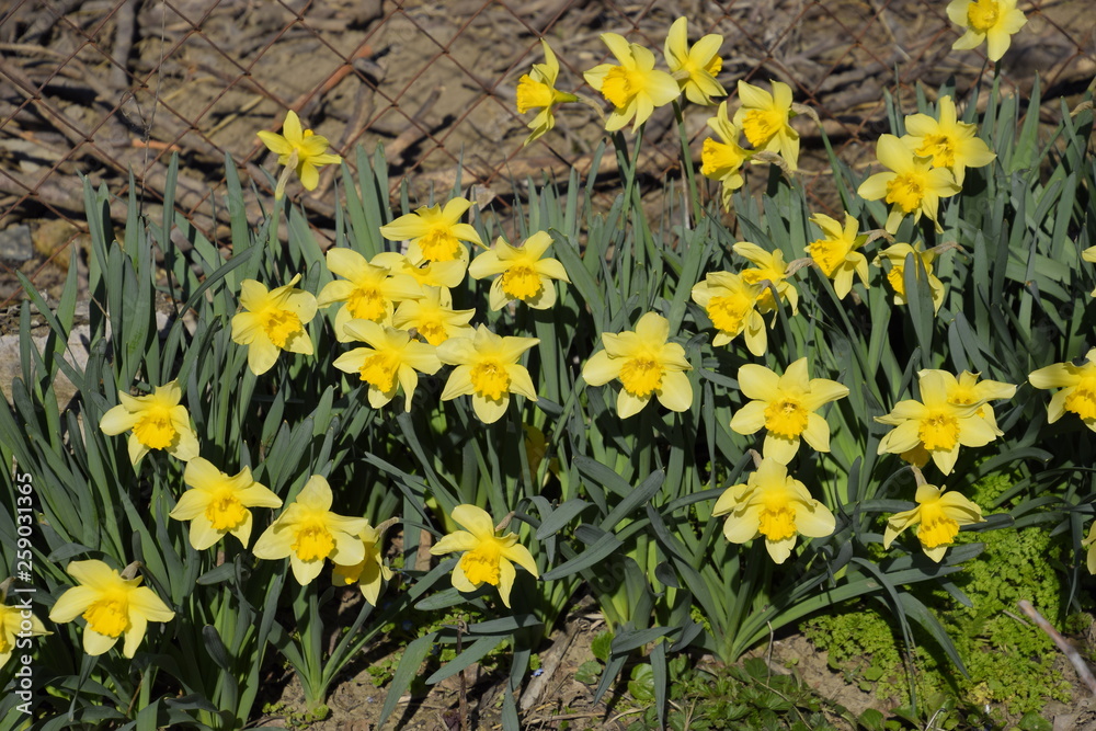 Blooming buds of daffodils in flower bed.