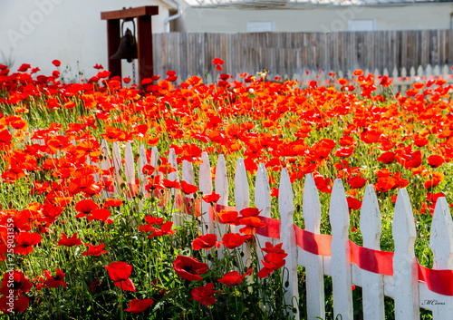 Field of Poppies
