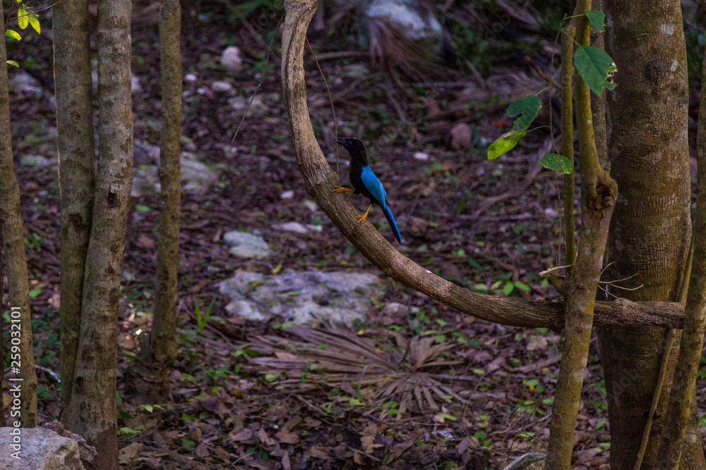 Obraz premium Magpie bird tulum , Quintana Roo, Mexico