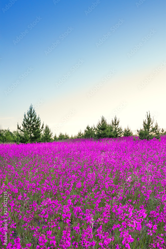 Naklejka premium spring landscape with blossoming flowers on meadow
