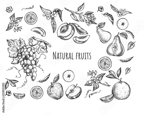 Floral highly detailed collection hand drawn fruit