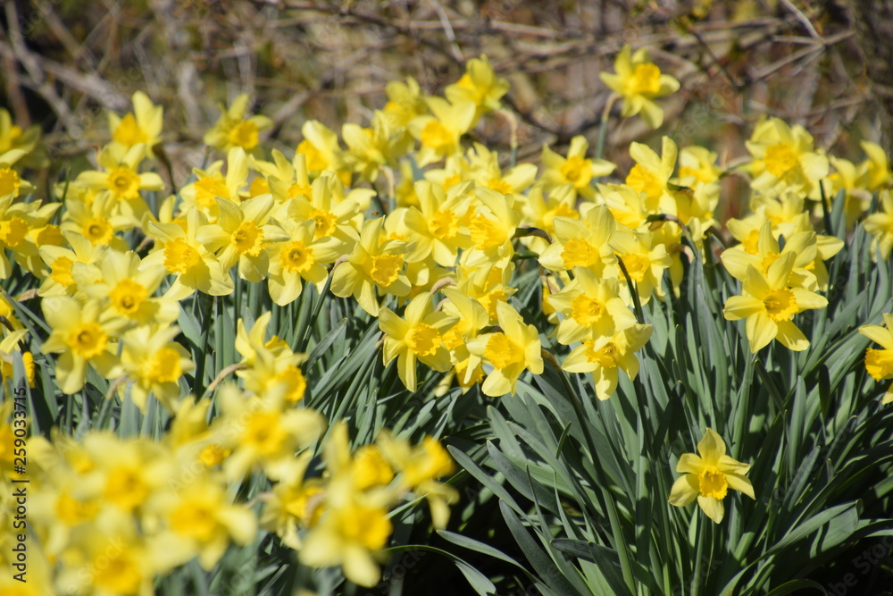 Obraz premium Blooming buds of daffodils in flower bed.