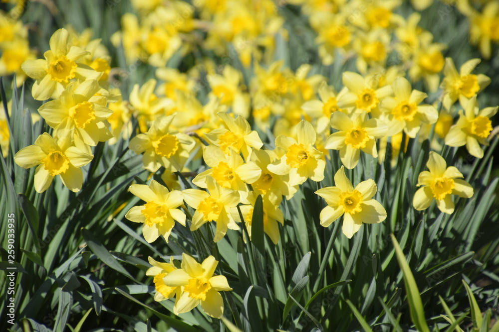 Blooming buds of daffodils in flower bed. Blooming buds of daffodils in flower bed.