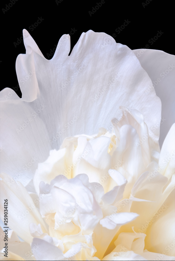 Abstract close up of white peony flower on black background. Macro photo with shallow depth of field and soft focus. Abstract natural background.