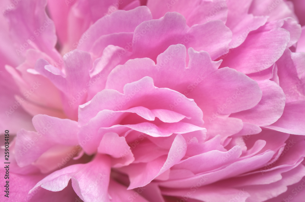 Abstract close-up image of the core of a pink peony flower. Macro photo with shallow depth of field and soft focus.