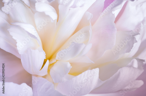 Abstract close up of pale pink peony flower. Macro photo with shallow depth of field and soft focus. © Jane Star