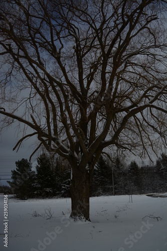 Tree in Graveyard