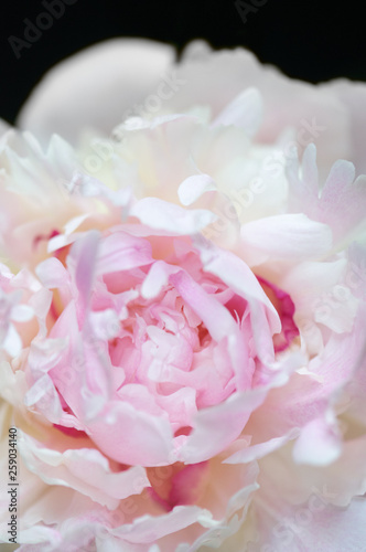 Close up of pale pink peony flower on black background. Macro photo with shallow depth of field and soft focus. Abstract natural background.